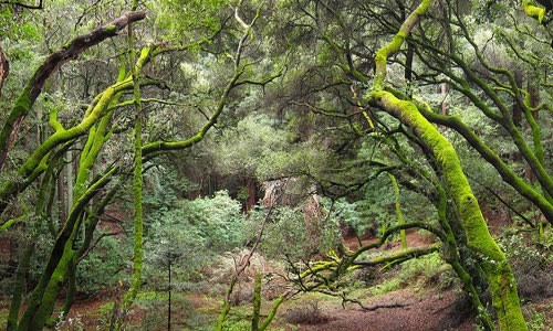 French Trail, Redwood Regional Park